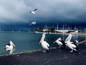 Seagulls flying over sea against sky