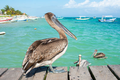 High angle view of seagulls on sea shore