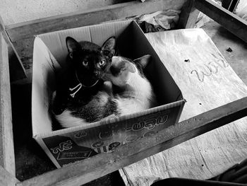 High angle view of cat