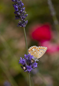 Close-up of butterfly on lavender