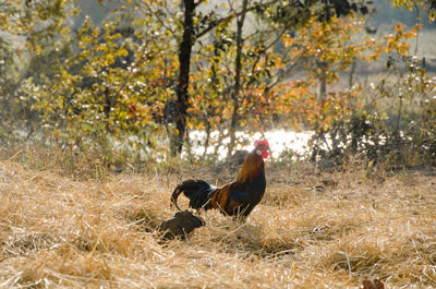 Two birds on land