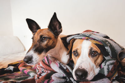 Close-up portrait of two dogs resting on bed