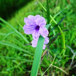 Close-up of purple flowering plant on field