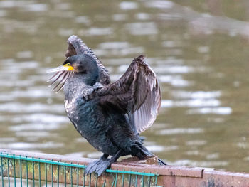 Close-up of cormorant perching 