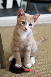 Portrait of kitten sitting