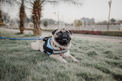 Portrait of a dog on field