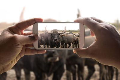 Cropped hand photographing buffalo on field