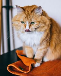 Close-up of a cat looking away