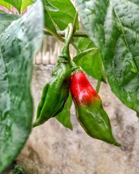 Close-up of red chili peppers on plant