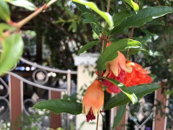 Close-up of red flowering plant