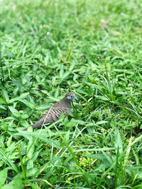 Close-up of a bird on grass