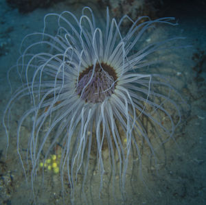 Close-up of jellyfish swimming in sea