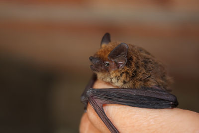 Small european common bat on human hand.