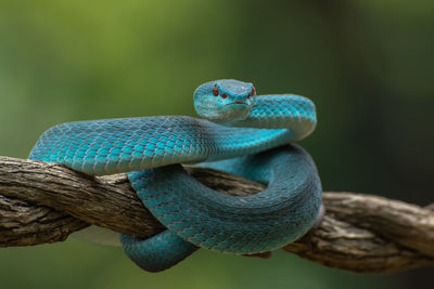 Close-up of lizard on tree