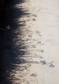 Shadow on sand at beach