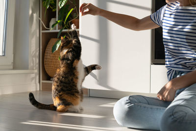 Young female owner enjoys and trains her beloved tricolor cat in cozy room at home. pet lovers.