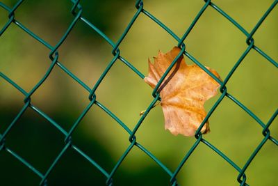 Close-up of chainlink fence against blurred background
