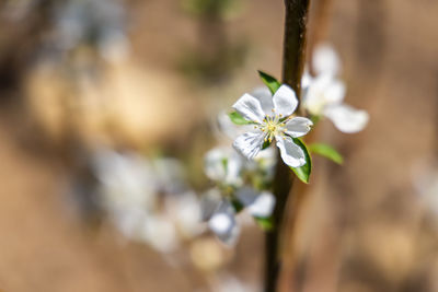 Close-up of white flowering plant