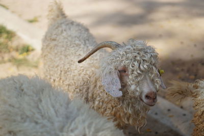 Close-up portrait of sheep