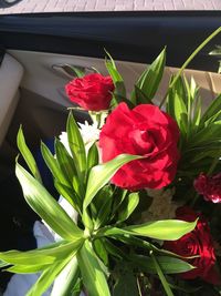 Close-up of red flowers