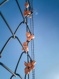 Clusters of snails on a fence