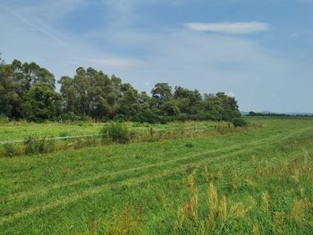 Scenic view of field against sky