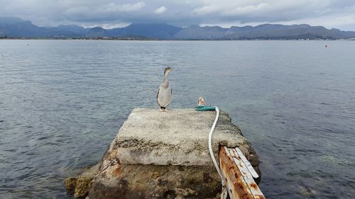 High angle view of goose on rock at lake