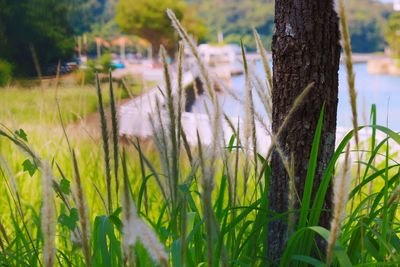 Close-up of grass growing on field