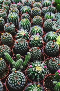 High angle view of cactus plants