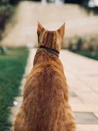 Rear view of cat sitting on footpath