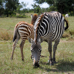 Zebras standing in a park