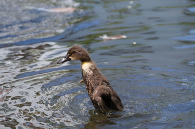 Close-up of duckling swimming in lake