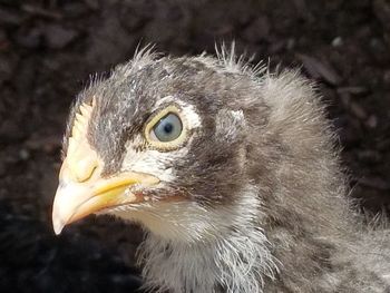 Close-up of owl