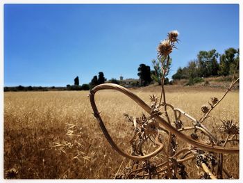 Hay bales on field against clear blue sky