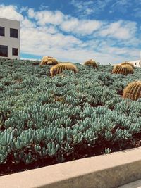 Plants growing on land against sky