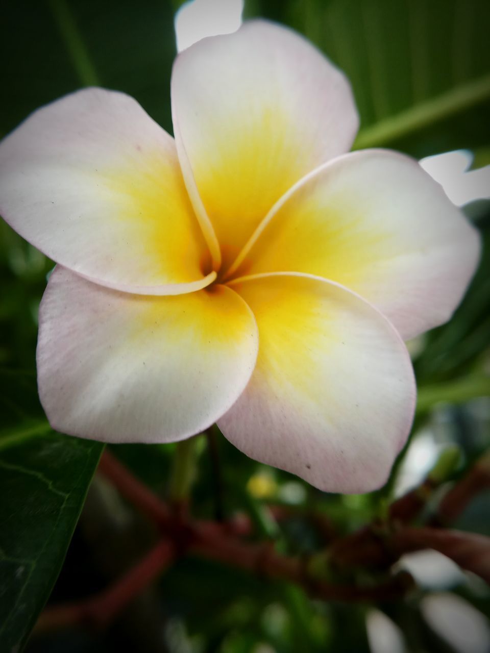 CLOSE-UP OF FRANGIPANI ON PLANT