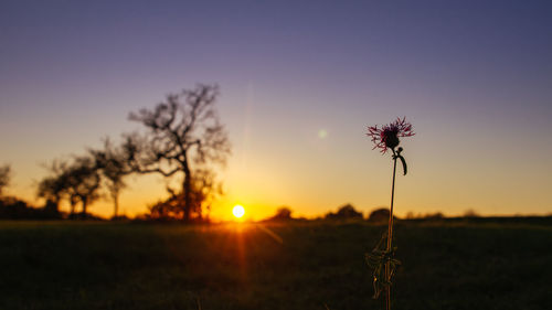 Silhouette plants on field against sky during sunset