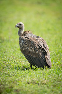 White-backed vulture stands on grass in sunshine