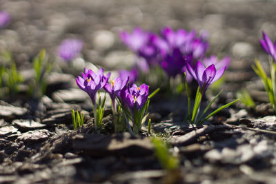 Close-up of purple crocus flowers on field