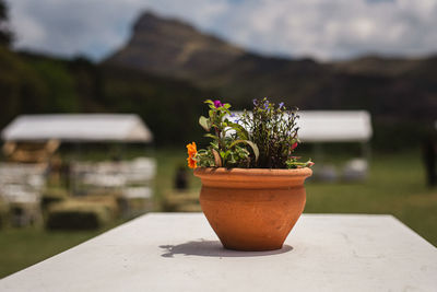 Close-up of potted plant on table