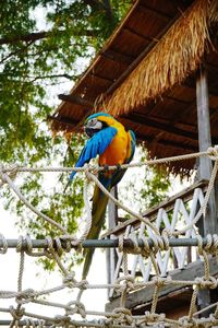 Low angle view of a bird perching on tree