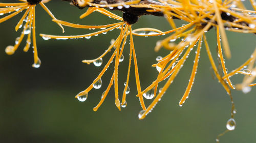 Close-up of wet plant