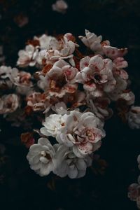 Close-up of pink flowers