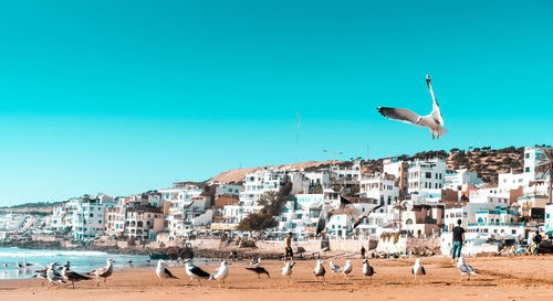 Seagulls flying over beach against sky