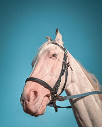 Close-up of a horse against blue sky