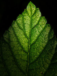 Close-up of leaf