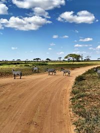 View of horses on field against sky