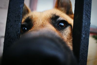 Close-up portrait of dog