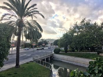 Palm trees against sky