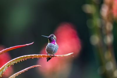 Close-up of bird perching on branch